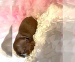 Small Photo #2 Dachshund Puppy For Sale in HUDSON, CO, USA
