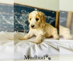 Small Photo #7 Poodle (Standard) Puppy For Sale in MURFREESBORO, TN, USA