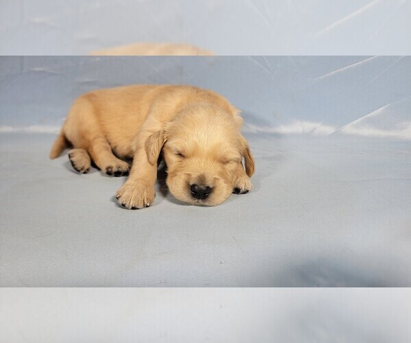 Medium Photo #3 Golden Retriever Puppy For Sale in BLACK FOREST, CO, USA