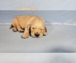 Small Photo #9 Golden Retriever Puppy For Sale in BLACK FOREST, CO, USA