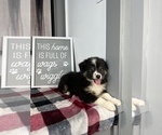 Small Photo #6 Miniature Australian Shepherd Puppy For Sale in FRANKLIN, IN, USA
