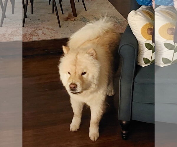 Medium Photo #5 Chow Chow Puppy For Sale in San Antonio, TX, USA