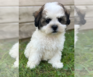 Shih Tzu Puppy for sale in FAIRBANK, IA, USA