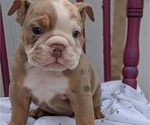 Small Photo #4 English Bulldog Puppy For Sale in GOSHEN, IN, USA