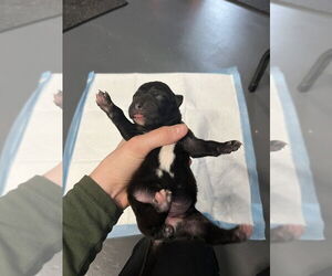 Holland Shepherd-Unknown Mix Dogs for adoption in Imlay City, MI, USA