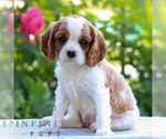 Small #3 Cavalier King Charles Spaniel