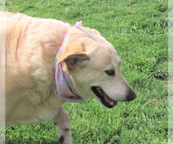 Medium Photo #2 Labrador Retriever-Retriever  Mix Puppy For Sale in Godley, TX, USA