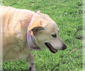 Suzy - Female Labrador Retriever-Retriever  Mix Dog for Adoption - Photo #2