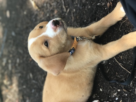 Medium Photo #1 Labrador Retriever-Unknown Mix Puppy For Sale in ROUND ROCK, TX, USA