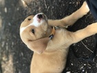 Small Photo #1 Labrador Retriever-Unknown Mix Puppy For Sale in ROUND ROCK, TX, USA