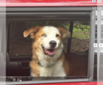 Small #1 Australian Shepherd Mix