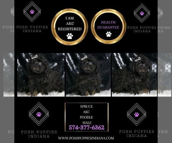 Medium Photo #2 Poodle (Toy) Puppy For Sale in WARSAW, IN, USA