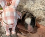 Puppy Jade Australian Shepherd