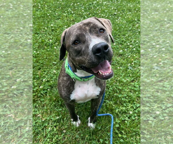 Medium Photo #50 American Pit Bull Terrier-Mountain Cur Mix Puppy For Sale in Rockaway, NJ, USA