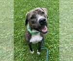 Small #49 American Pit Bull Terrier-Mountain Cur Mix