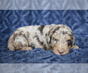 Goldendoodle (Miniature) Puppy for sale in NEW MARKET, TN, USA