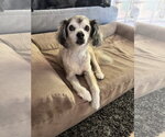 Small #1 Cocker Spaniel-Papillon Mix