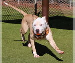 Small #20 American Bulldog-Labrador Retriever Mix