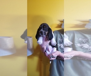 Basset Hound Puppy for sale in BEAVERTON, OR, USA