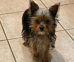 Small #4 Yorkshire Terrier