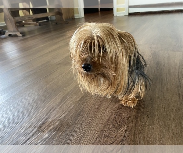 Medium Photo #1 Yorkshire Terrier Puppy For Sale in EASTANOLLEE, GA, USA