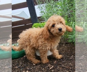 Cock-A-Poo Puppy for sale in WOLCOTTVILLE, IN, USA