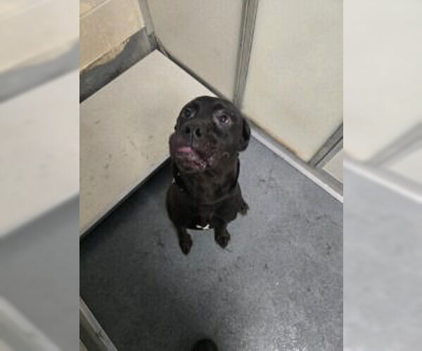 Medium Photo #3 Labrador Retriever-Unknown Mix Puppy For Sale in Glen Allen, VA, USA