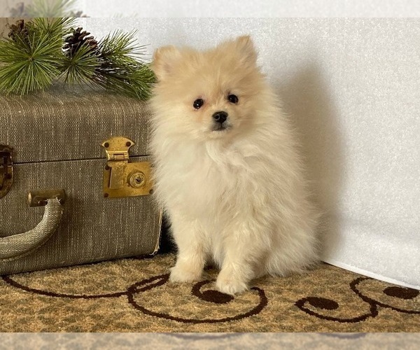 Medium Photo #4 Pomeranian Puppy For Sale in DOWNING, MO, USA