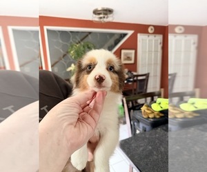 Miniature American Shepherd Puppy for sale in GRISWOLD, CT, USA
