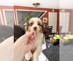 Peanut - Female Miniature American Shepherd Puppy for Sale - Small photo