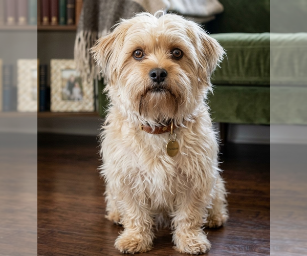 Medium Photo #1 Shih Tzu-Wheaten Terrier Mix Puppy For Sale in Vail, AZ, USA