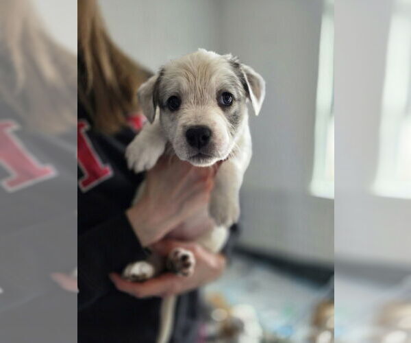 Medium Photo #2 Australian Shepherd-Catahoula Leopard Dog Mix Puppy For Sale in Aurora, IN, USA