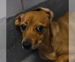 Dachshund-Unknown Mix Dogs for adoption in San Antonio, TX, USA