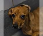 Small Dachshund Mix