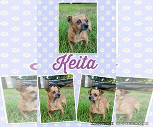 Keita - Female Chiweenie Dog for Adoption - Photo #4