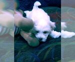 Small Photo #3 Maltese Puppy For Sale in ONTARIO, CA, USA