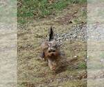 Small Photo #6 Yorkshire Terrier Puppy For Sale in CULLOWHEE, NC, USA