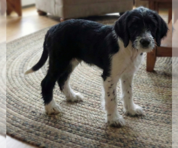 Medium Photo #3 Beagle-Poodle (Standard) Mix Puppy For Sale in Grovertown, IN, USA