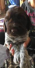 Medium Wirehaired Pointing Griffon