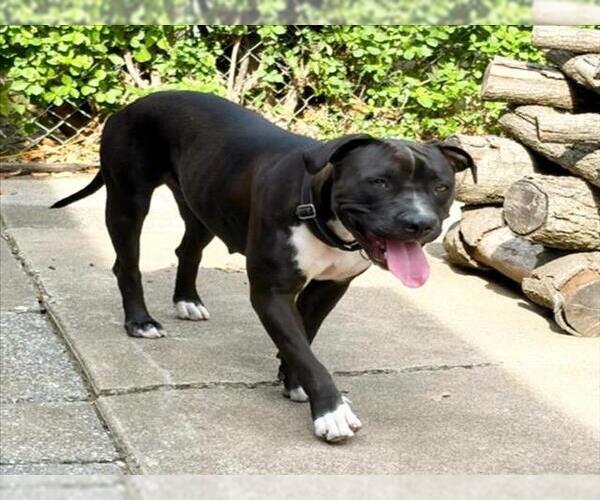 Medium Photo #3 Mutt Puppy For Sale in Tulsa, OK, USA
