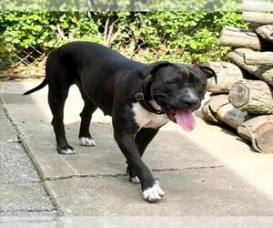 AUGUST - Female Mutt Dog for Adoption - Photo #3