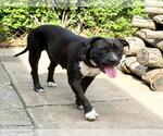 Small #2 Mutt