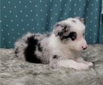 Small Photo #22 Border Collie Puppy For Sale in BLAKESBURG, IA, USA