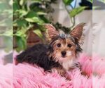 Small #5 Mutt