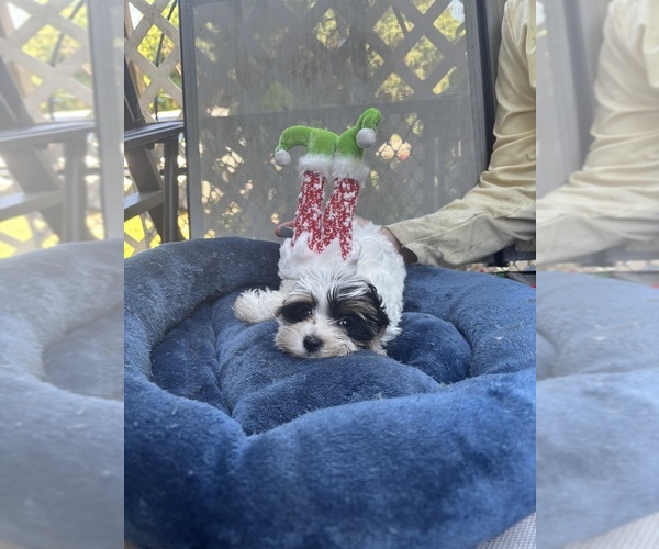 Medium Photo #2 Biewer Terrier Puppy For Sale in VERO BEACH, FL, USA