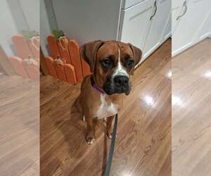 Boxer Dogs for adoption in Burnsville, MN, USA