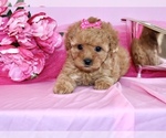 Small #4 Poodle (Toy)