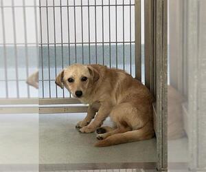 Chihuahua-Unknown Mix Dogs for adoption in South Lake Tahoe, CA, USA