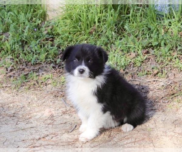 Medium Photo #12 Australian Shepherd Puppy For Sale in ACTON, CA, USA