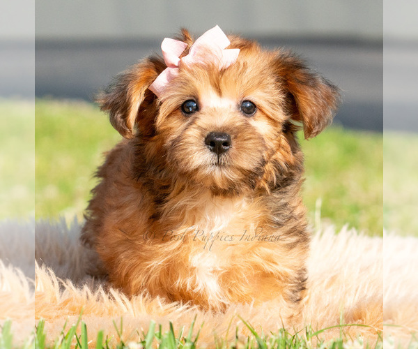 Medium Photo #5 Yorkipoo Puppy For Sale in WARSAW, IN, USA